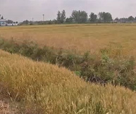 健康门诊：头脑发晕要摔跤 原因未明需细查